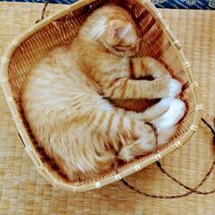 野良猫好きな人　 - メンバー募集