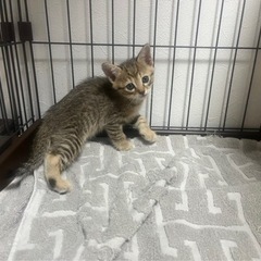 子猫2匹　