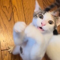 【再募集】三毛猫＊5ヶ月＊女の子 - 里親募集