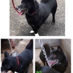 里親決定！有難うございました！　🆘保健所収容🐶放棄されたシニア兄弟🐶僕らと家族になってください🍀【県外譲渡可】 - 対馬市