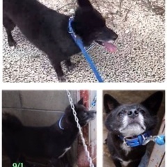 里親決定！有難うございました！　🆘保健所収容🐶放棄されたシニア兄弟🐶僕らと家族になってください🍀【県外譲渡可】 - 里親募集