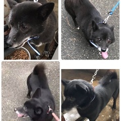 里親決定！有難うございました！　🆘保健所収容🐶放棄されたシニア兄弟🐶僕らと家族になってください🍀【県外譲渡可】 - 犬