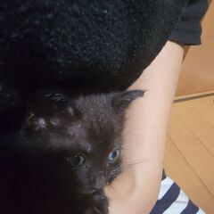 子猫