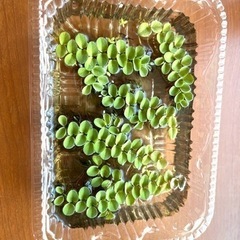 サルビニアククラータ　30g