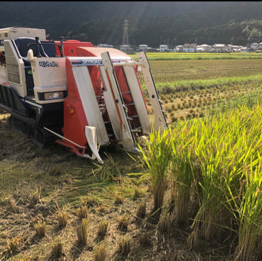 新米　減農薬米　30kg  数量限定