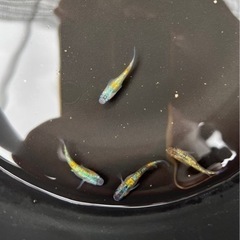 【メダカ現物即売会】9/17（土）9:00〜12:00 厳選メダカ現地販売の画像