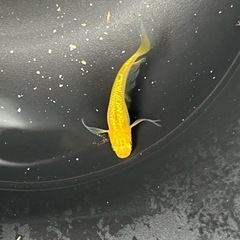 【メダカ現物即売会】9/17（土）9:00〜12:00 厳選メダカ現地販売の画像