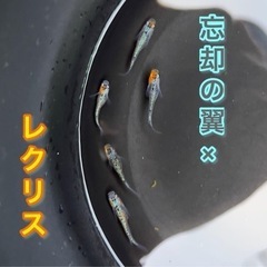 【メダカ現物即売会】9/17（土）9:00〜12:00 厳選メダカ現地販売の画像