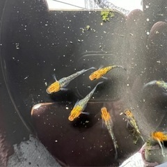 【メダカ現物即売会】9/17（土）9:00〜12:00 厳選メダ...