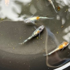 【メダカ現物即売会】9/17（土）9:00〜12:00 厳選メダカ現地販売の画像