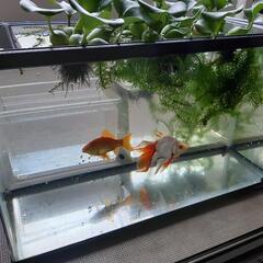 60センチ水槽と金魚２匹