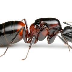 ムネアカオオアリ　女王　コロニー