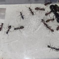 ムネアカオオアリ　女王　コロニーの画像