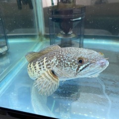 900規格セット