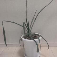 観葉植物のパイナップル②
