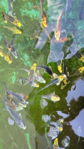 錦鯉稚魚　30匹