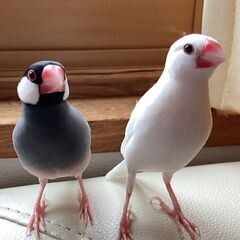 桜文鳥♂白文鳥♀２羽🍀里親募集