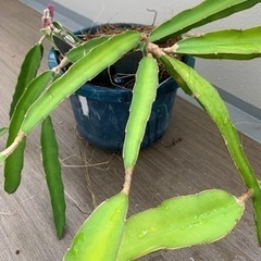 観葉植物　ドラゴンフルーツ