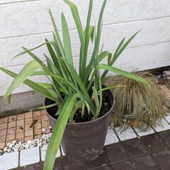 アガパンサスの子株。地植えにいかがですか。