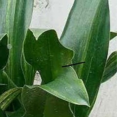 万年青（おもと）分けてください