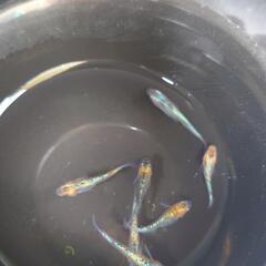 メダカ宮桜 夜桜ゴールド スズラン