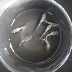 メダカ宮桜 夜桜ゴールド スズランの画像