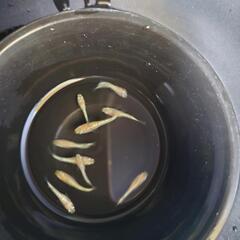 メダカ宮桜 夜桜ゴールド スズランの画像