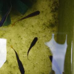 メダカ宮桜 夜桜ゴールド スズランの画像