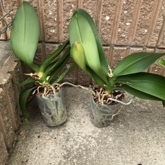 【決まりました】胡蝶蘭苗　差し上げます①