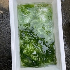 水草　マツモ