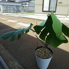 観葉植物 モンテスラ