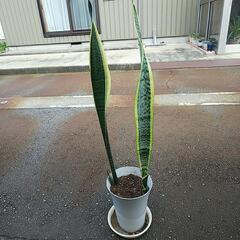 観葉植物 サンスベリア