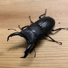 離島クワガタ♂単品プレゼント