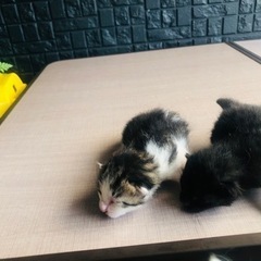 里親決まりました！産まれて1週間‼︎お母さん猫も一緒に飼ってくれ...