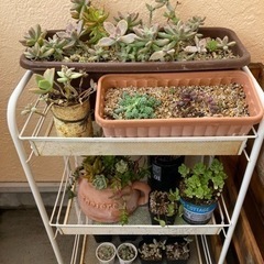 多肉植物　鉢ごとまとめて❗️ 