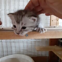 子猫