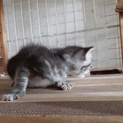 子猫
