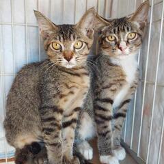 仲良し兄弟猫です