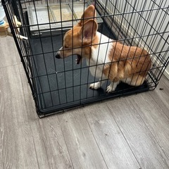 2歳のコーギー