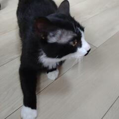 凛々しい顔立ちのイケメン猫