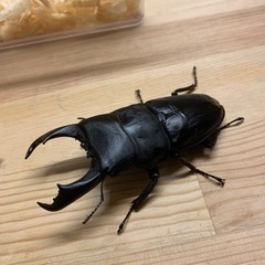 テイオウヒラタクワガタペア　その7