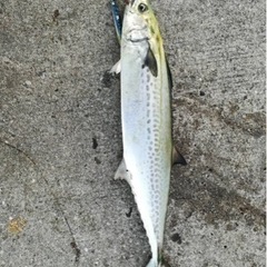 釣り友達募集