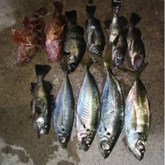 釣り友達募集 - 友達
