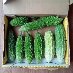 ゴーヤセット⑥　サラダゴーヤ　白ゴーヤ　ミックス　野菜　野菜セッ...