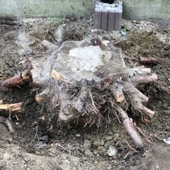 庭の木の抜根をお願いします。