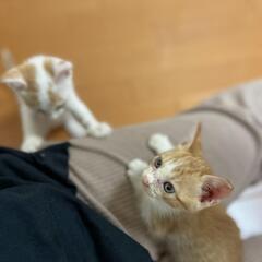 子猫　茶トラ　茶白　仲良し兄弟🐱【2匹一緒のお家の里親様決まりま...