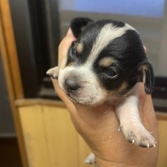 短いあんよのチワックス産まれています^_^