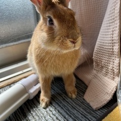 ミニウサギ︎︎ ♀
