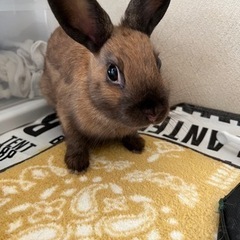 ミニウサギ