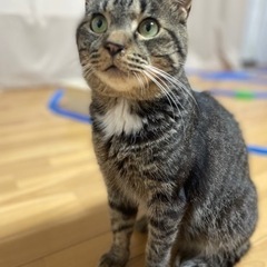 首下の白がチャームポイントの甘えん坊